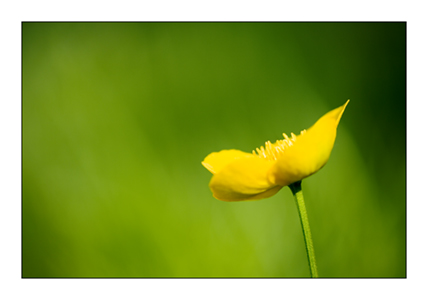Marsh Marigold 1